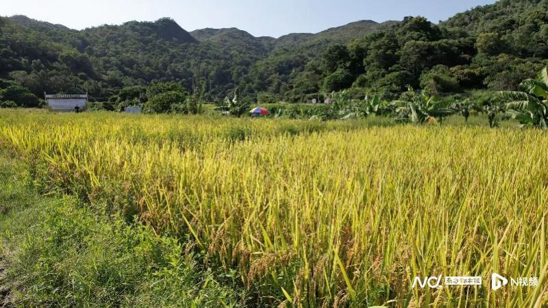 深汕盐碱地长出&ldquo;海水稻&rdquo; 最高达2米