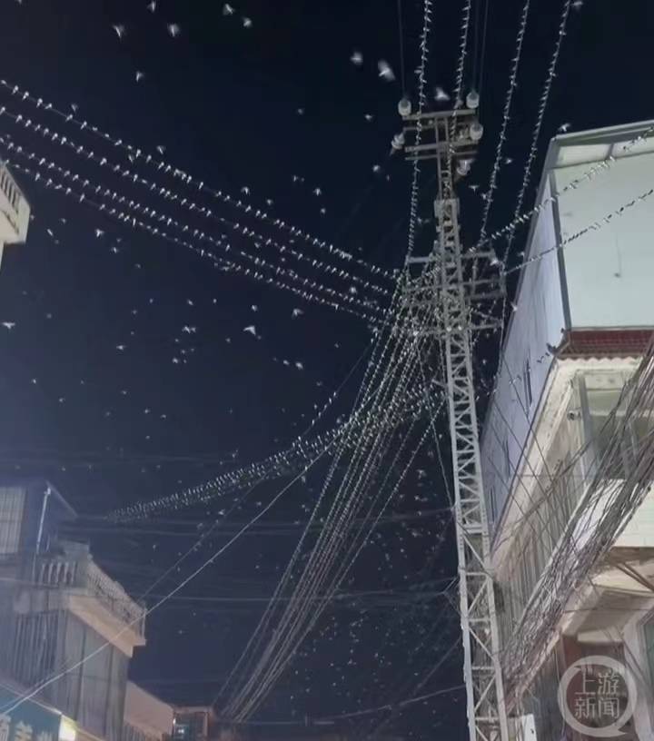 云南一地大量燕子夜间漫天飞舞，地震局：每年都有的常见现象