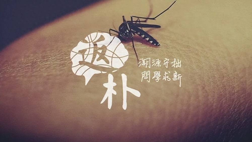 蚊子的那些隐秘武器与修炼秘籍丨世界蚊子日